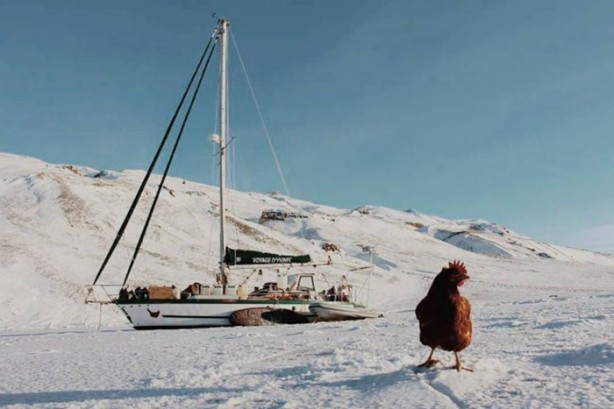 Foto - 2 yıldır karış karış dünyayı gezen tavuk!