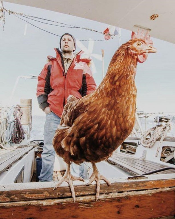 Foto - 2 yıldır karış karış dünyayı gezen tavuk!