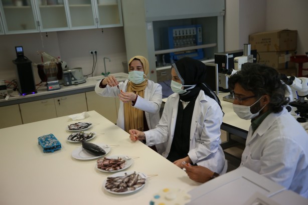 Foto - 2 yıllık araştırmayla ortaya çıktı! İşte en sağlıklı balık