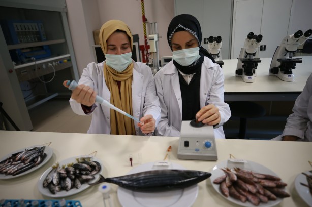 Foto - 2 yıllık araştırmayla ortaya çıktı! İşte en sağlıklı balık