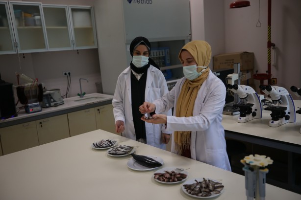 Foto - 2 yıllık araştırmayla ortaya çıktı! İşte en sağlıklı balık