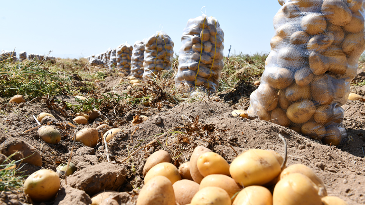 Foto - 20 bin ton patates eğer bu olmazsa çöpe dökülecek: Türkiye için çok büyük kayıp
