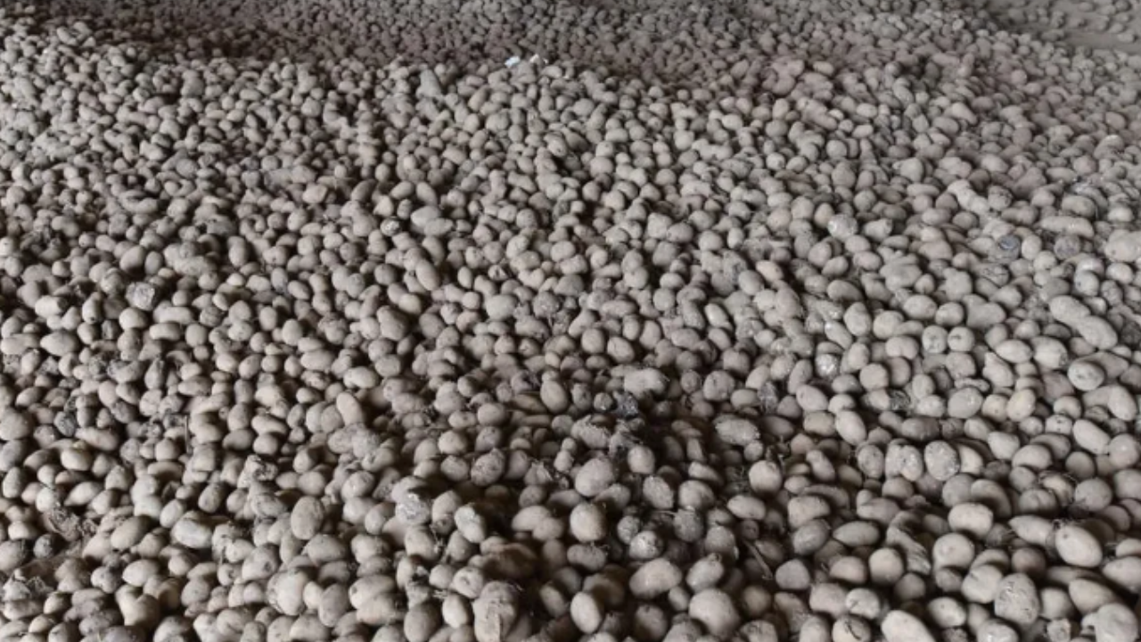 20 bin ton patates eğer bu olmazsa çöpe dökülecek: Türkiye için çok büyük kayıp