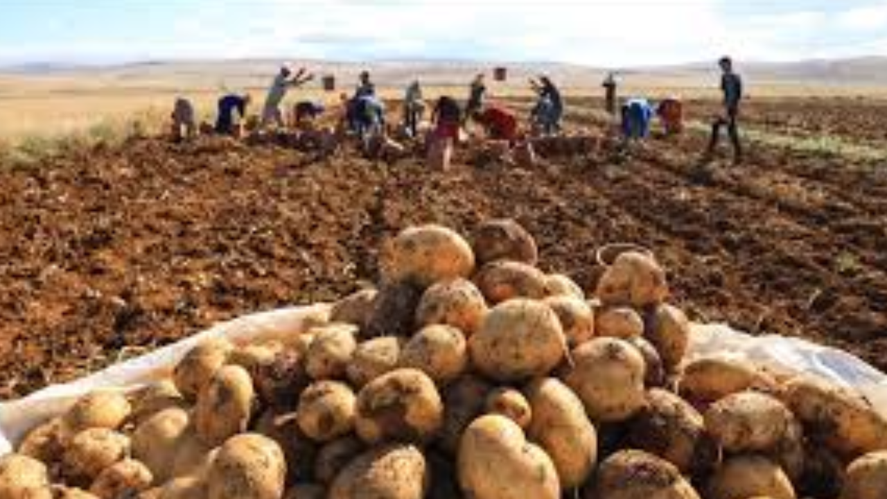 Foto - 20 bin ton patates eğer bu olmazsa çöpe dökülecek: Türkiye için çok büyük kayıp
