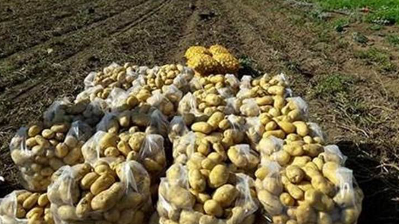 Foto - 20 bin ton patates eğer bu olmazsa çöpe dökülecek: Türkiye için çok büyük kayıp