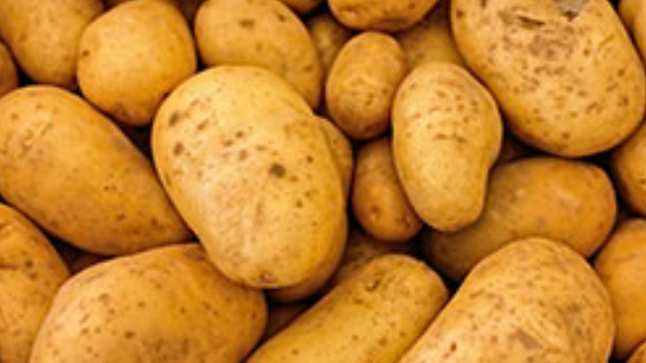 Foto - 20 bin ton patates eğer bu olmazsa çöpe dökülecek: Türkiye için çok büyük kayıp