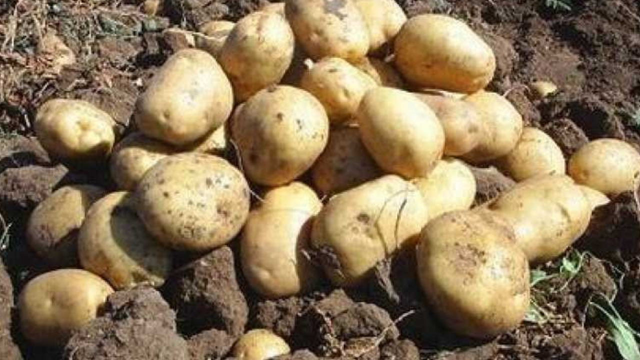 Foto - 20 bin ton patates eğer bu olmazsa çöpe dökülecek: Türkiye için çok büyük kayıp