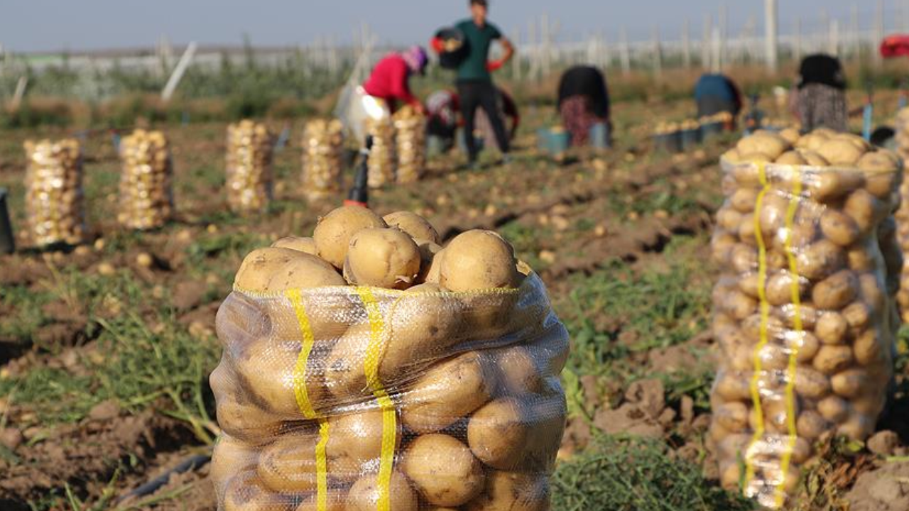 Foto - 20 bin ton patates eğer bu olmazsa çöpe dökülecek: Türkiye için çok büyük kayıp