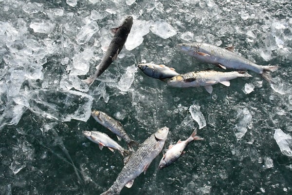 Foto - -20 derecede ekmek mücadelesi! Bu soğukta para kazanmak zor iş 
