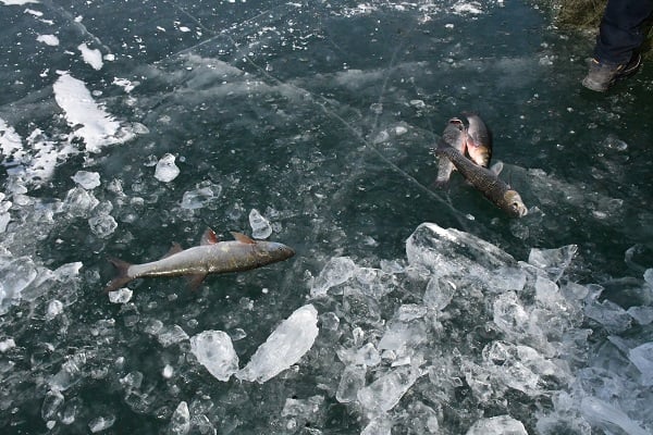 Foto - -20 derecede ekmek mücadelesi! Bu soğukta para kazanmak zor iş 