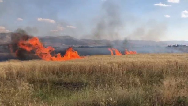 Foto - 20 dönüm buğday tarlası küle döndü! Sebebi isyan ettirdi