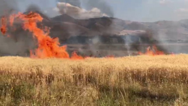 Foto - 20 dönüm buğday tarlası küle döndü! Sebebi isyan ettirdi