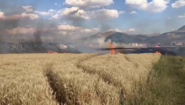 Foto - 20 dönüm buğday tarlası küle döndü! Sebebi isyan ettirdi
