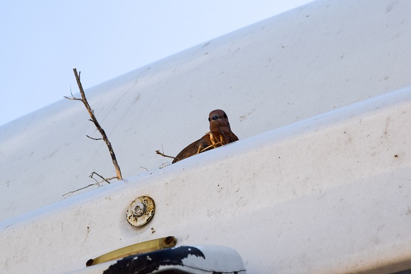 Foto - 20 gündür bu halde! Tır şoförü bakın niye kontak kapattı