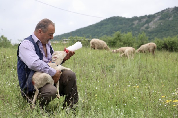 Foto - 20 günlük kuzu sahibinin peşinden ayrılmıyor! Annesinden süt sağılıp biberonla besleniyor! "Arkadaş gibiyiz" İşte o görüntüler!