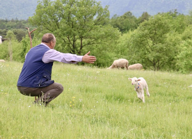 Foto - 20 günlük kuzu sahibinin peşinden ayrılmıyor! Annesinden süt sağılıp biberonla besleniyor! "Arkadaş gibiyiz" İşte o görüntüler!