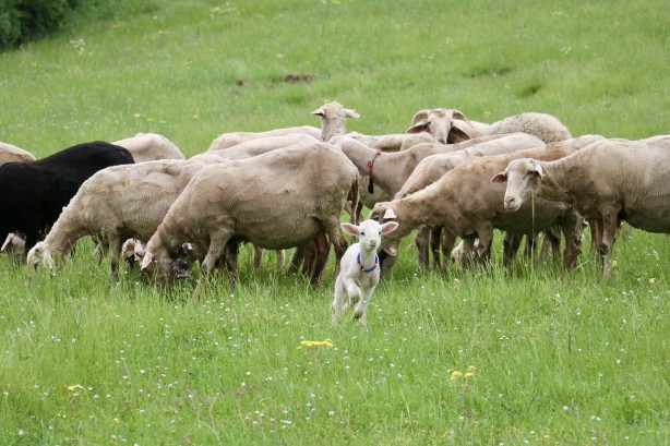 Foto - 20 günlük kuzu sahibinin peşinden ayrılmıyor! Annesinden süt sağılıp biberonla besleniyor! "Arkadaş gibiyiz" İşte o görüntüler!
