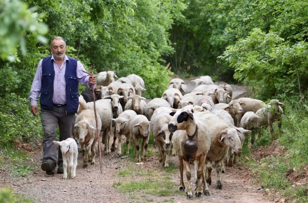 Foto - 20 günlük kuzu sahibinin peşinden ayrılmıyor! Annesinden süt sağılıp biberonla besleniyor! "Arkadaş gibiyiz" İşte o görüntüler!
