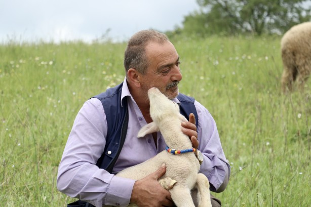 Foto - 20 günlük kuzu sahibinin peşinden ayrılmıyor! Annesinden süt sağılıp biberonla besleniyor! "Arkadaş gibiyiz" İşte o görüntüler!