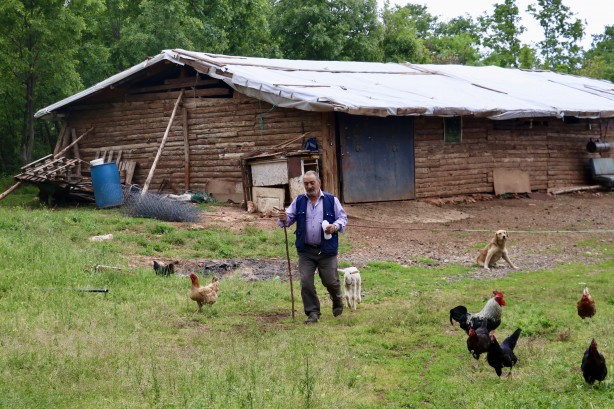 Foto - 20 günlük kuzu sahibinin peşinden ayrılmıyor! Annesinden süt sağılıp biberonla besleniyor! "Arkadaş gibiyiz" İşte o görüntüler!