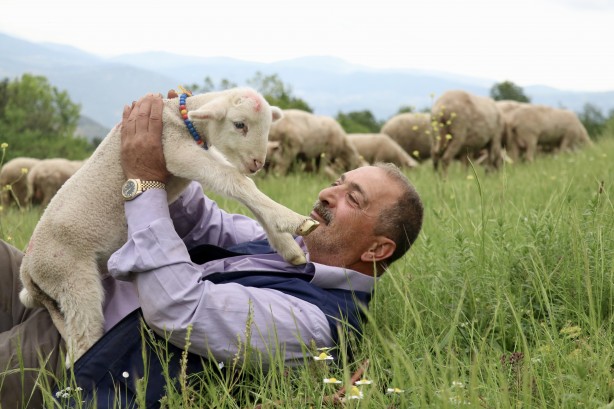 Foto - 20 günlük kuzu sahibinin peşinden ayrılmıyor! Annesinden süt sağılıp biberonla besleniyor! "Arkadaş gibiyiz" İşte o görüntüler!