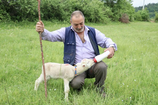 Foto - 20 günlük kuzu sahibinin peşinden ayrılmıyor! Annesinden süt sağılıp biberonla besleniyor! "Arkadaş gibiyiz" İşte o görüntüler!
