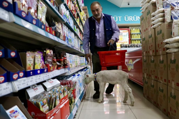 Foto - 20 günlük kuzu sahibinin peşinden ayrılmıyor! Annesinden süt sağılıp biberonla besleniyor! "Arkadaş gibiyiz" İşte o görüntüler!