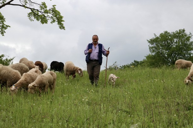 Foto - 20 günlük kuzu sahibinin peşinden ayrılmıyor! Annesinden süt sağılıp biberonla besleniyor! "Arkadaş gibiyiz" İşte o görüntüler!