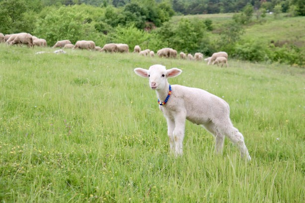 Foto - 20 günlük kuzu sahibinin peşinden ayrılmıyor! Annesinden süt sağılıp biberonla besleniyor! "Arkadaş gibiyiz" İşte o görüntüler!