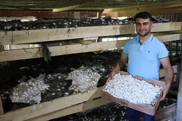 Foto - 20 metrekarede yetişiyor! Kilosu tam 400 TL 