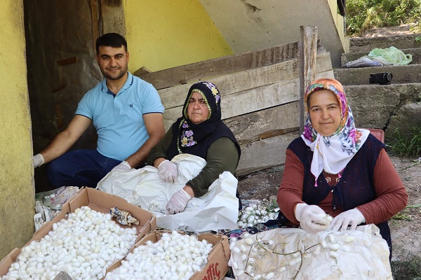 Foto - 20 metrekarede yetişiyor! Kilosu tam 400 TL 