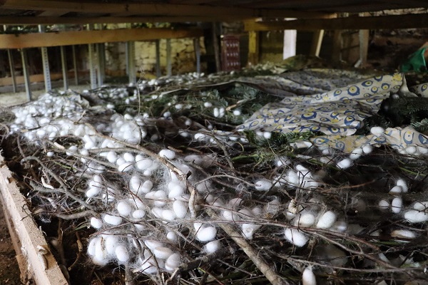 20 metrekarede yetişiyor! Kilosu tam 400 TL 