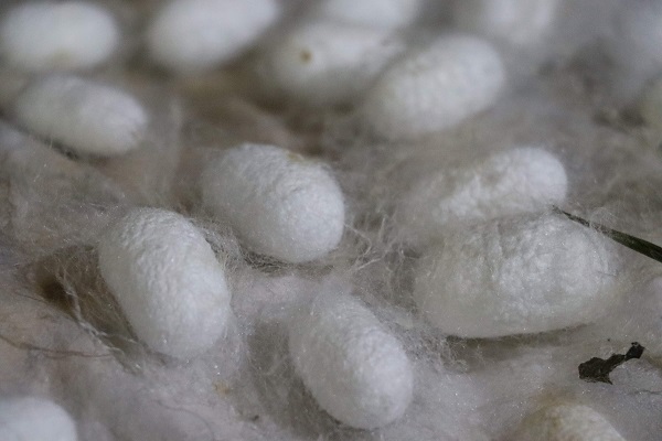 Foto - 20 metrekarede yetişiyor! Kilosu tam 400 TL 