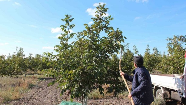 Foto - 20 yıl önce tarlaya ekti, şimdi çuvalla para kazanıyor! Şu işe bakın! Duyanların ağzı bir karış açık kalıyor