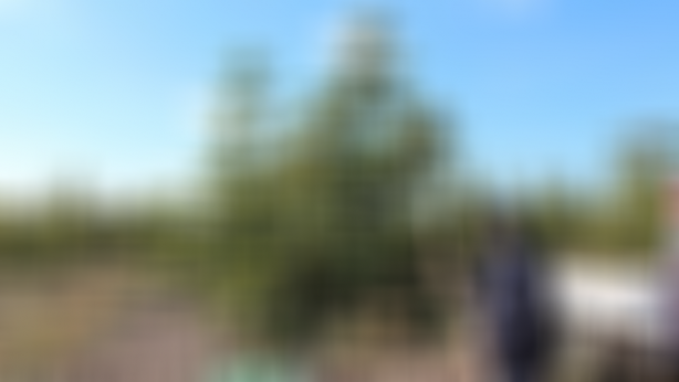 20 yıl önce tarlaya ekti, şimdi çuvalla para kazanıyor! Şu işe bakın! Duyanların ağzı bir karış açık kalıyor