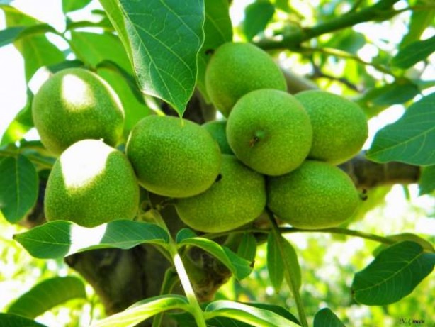 Foto - 20 yıl önce tarlaya ekti, şimdi çuvalla para kazanıyor! Şu işe bakın! Duyanların ağzı bir karış açık kalıyor