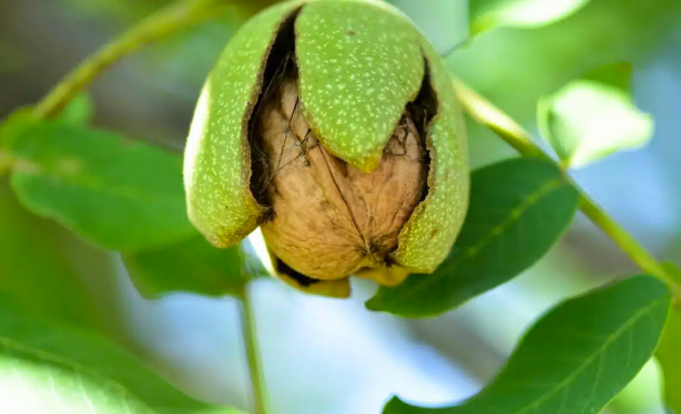 Foto - 20 yıl önce tarlaya ekti, şimdi çuvalla para kazanıyor! Şu işe bakın! Duyanların ağzı bir karış açık kalıyor