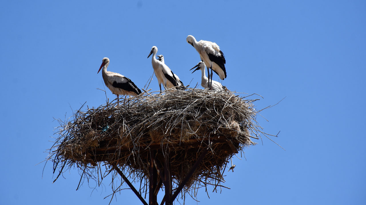 Foto - 20 yıldır aynı direğe geliyorlar! Bir evin leylek hikayesi