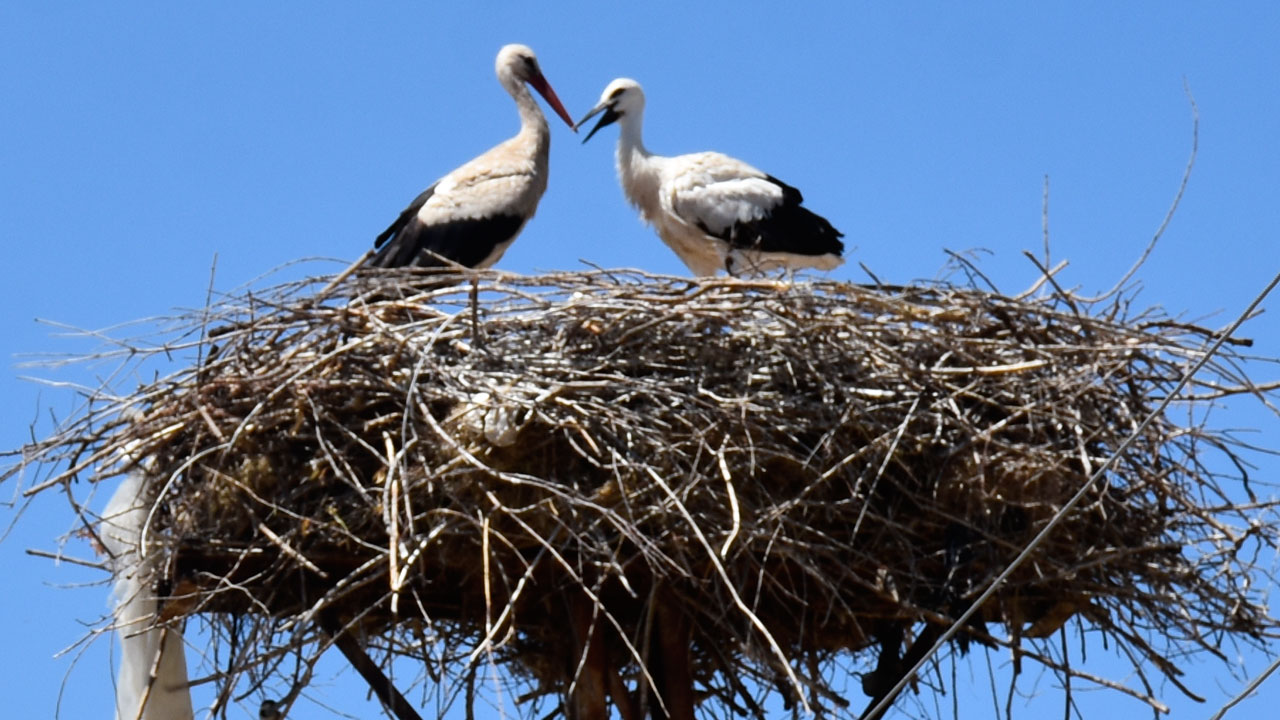 Foto - 20 yıldır aynı direğe geliyorlar! Bir evin leylek hikayesi