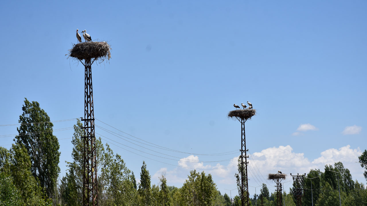 Foto - 20 yıldır aynı direğe geliyorlar! Bir evin leylek hikayesi