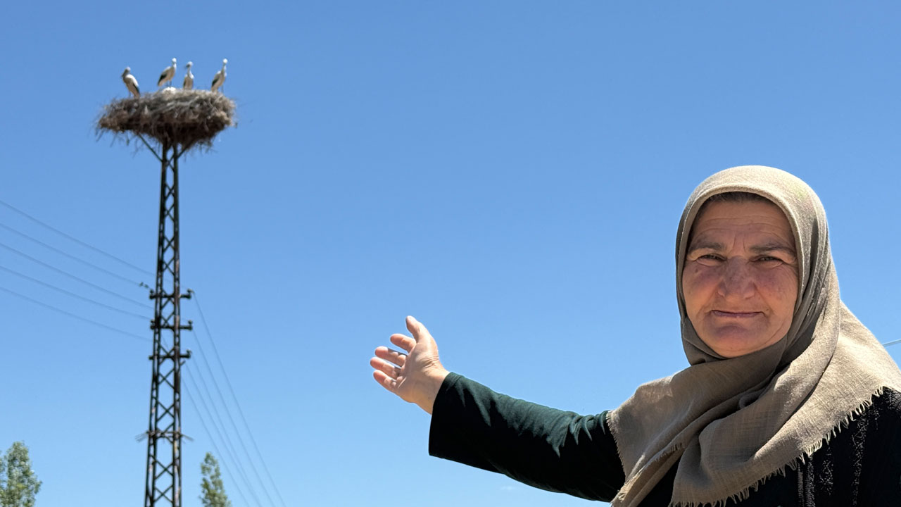 20 yıldır aynı direğe geliyorlar! Bir evin leylek hikayesi