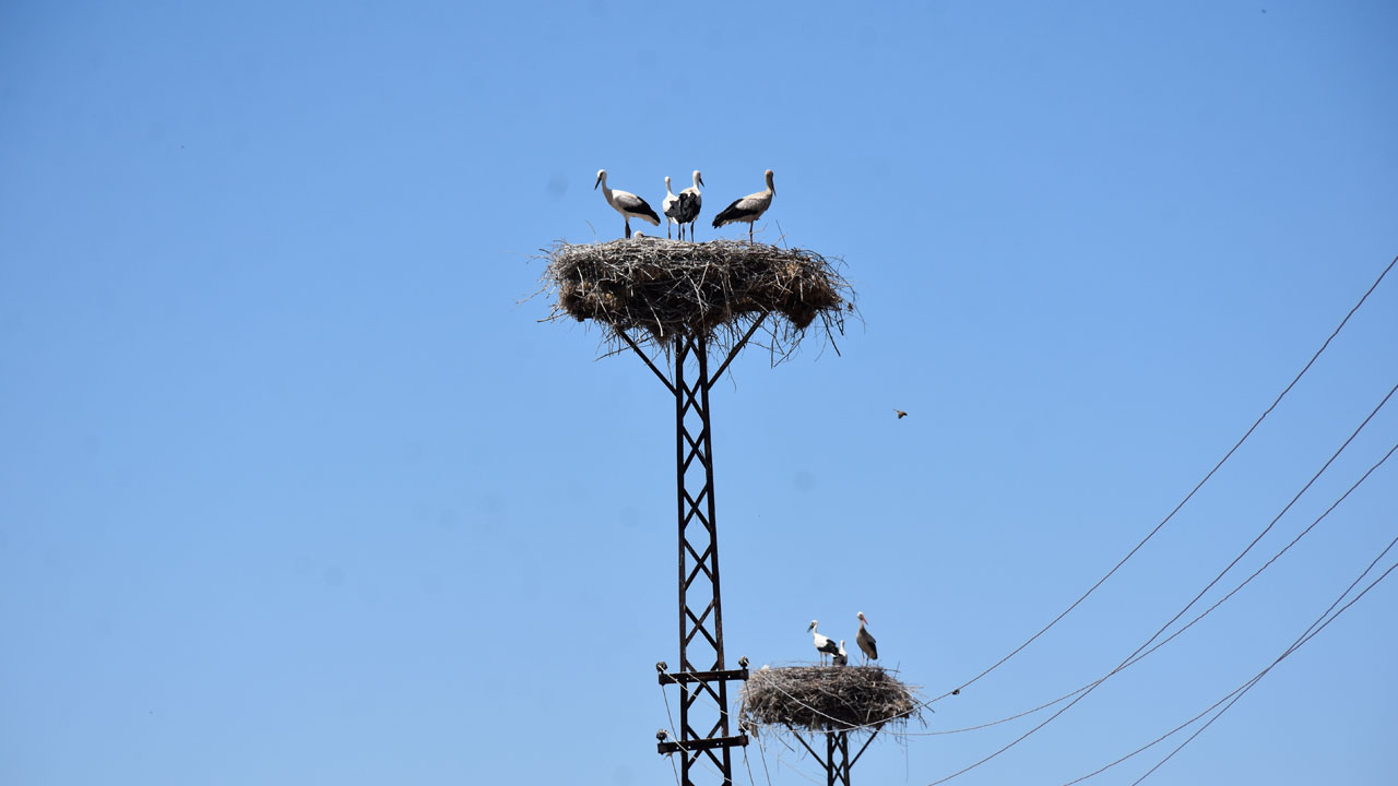 Foto - 20 yıldır aynı direğe geliyorlar! Bir evin leylek hikayesi