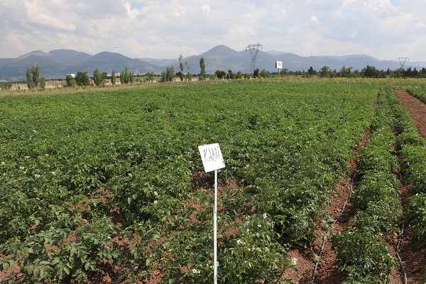 Foto - 20 yıllık çalışma sonuç verdi! Herkesi heyecanlandıran gelişme