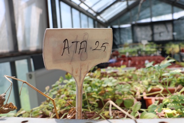 Foto - 20 yıllık çalışma sonuç verdi! Herkesi heyecanlandıran gelişme