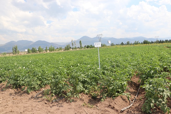 Foto - 20 yıllık çalışma sonuç verdi! Herkesi heyecanlandıran gelişme