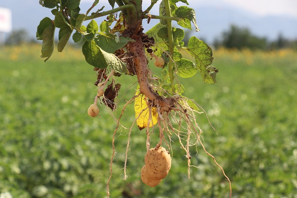 Foto - 20 yıllık çalışma sonuç verdi! Herkesi heyecanlandıran gelişme