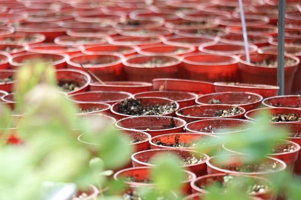 Foto - 20 yıllık çalışma sonuç verdi! Herkesi heyecanlandıran gelişme