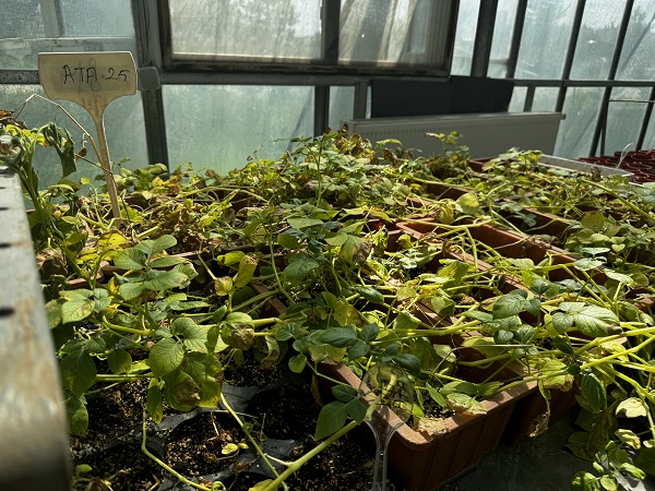 Foto - 20 yıllık çalışma sonuç verdi! Herkesi heyecanlandıran gelişme