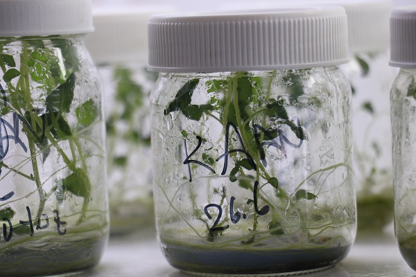 Foto - 20 yıllık çalışma sonuç verdi! Herkesi heyecanlandıran gelişme