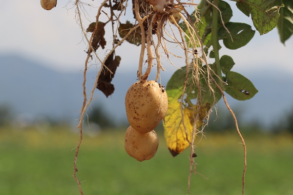 Foto - 20 yıllık çalışma sonuç verdi! Herkesi heyecanlandıran gelişme